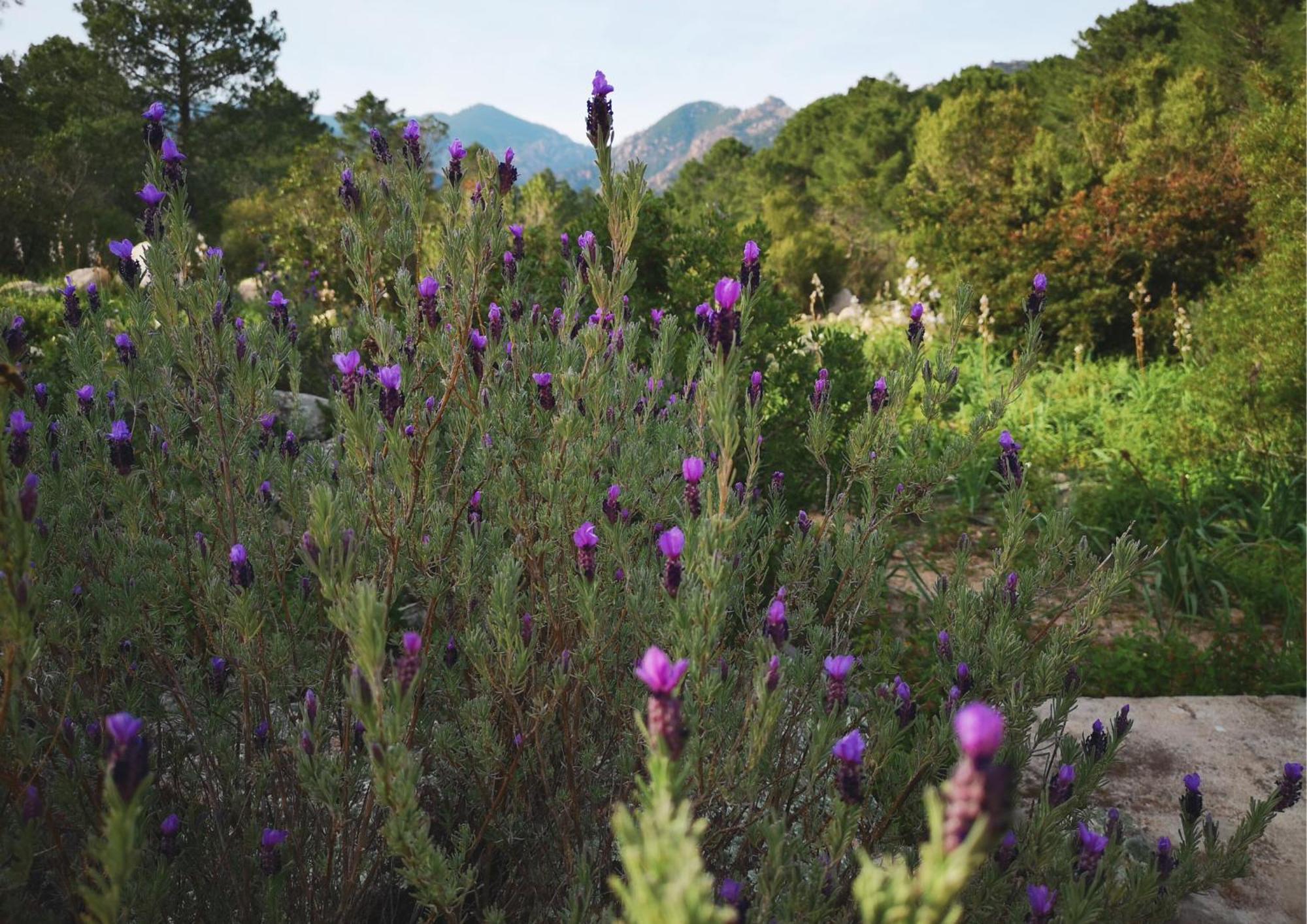 Camping Mulinacciu Lecci Bagian luar foto